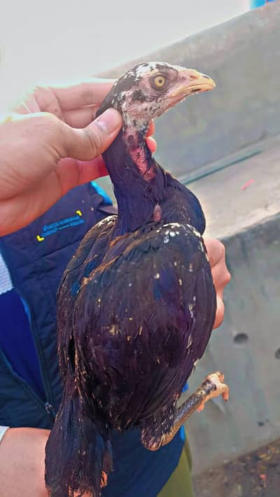 Mianwali Black Chicks All Size