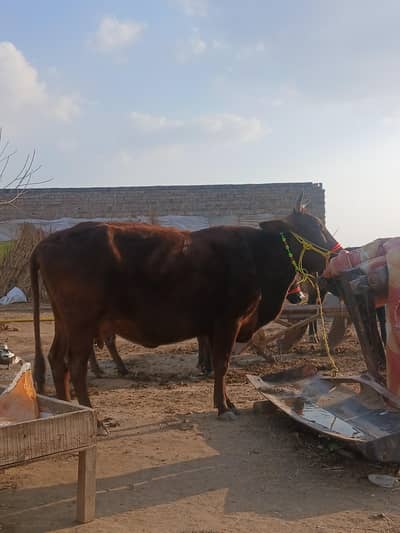 jarsi cholistani cow for sale in chakwal