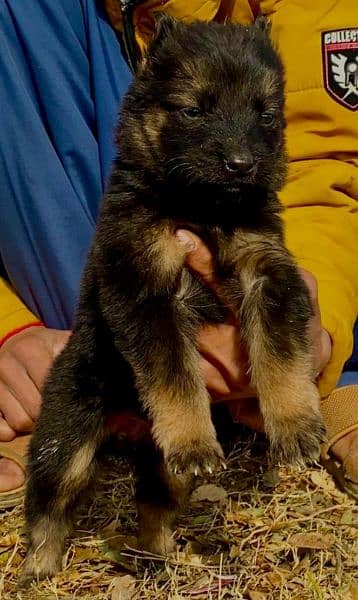 German shepherd long cout mail 2 mahnt for sale active and healthy