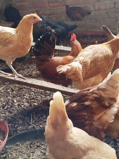 desi mirsi egg laying for sale