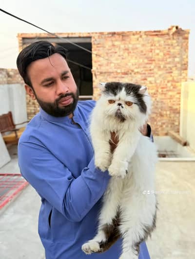 Persian kittens | Triple Coated |Piki face | fluffy stud male|
