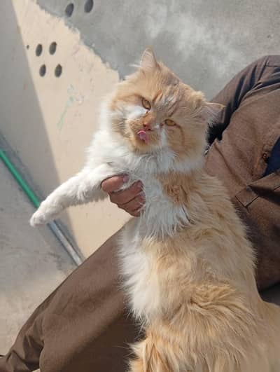 Scottish fold Male cat fully trained