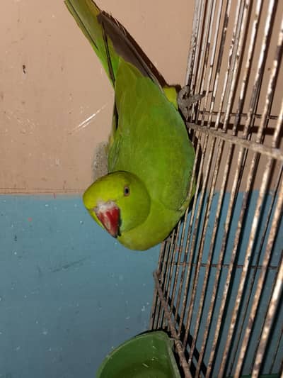 RINGNECK MALE