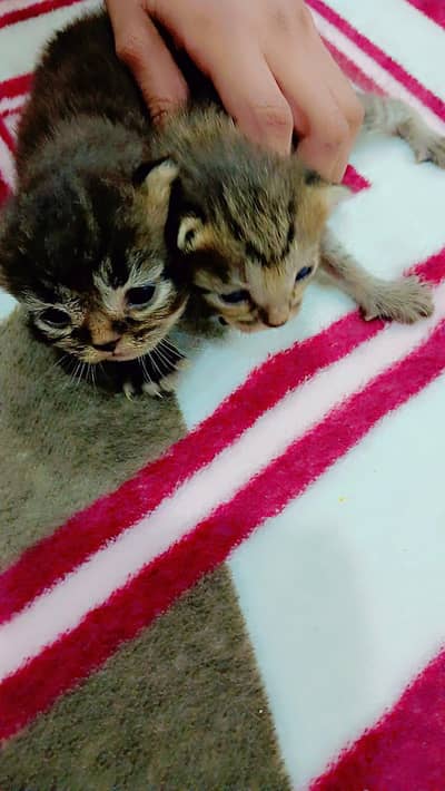 Little kittens
