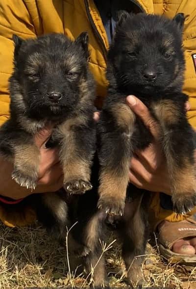 German shepherd long cout pair 2 mahnt for sale active and healthy