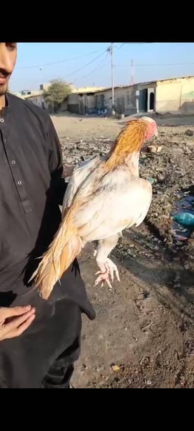 mashallah High quality Sontol