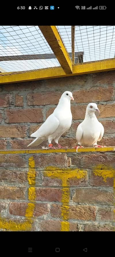 Chatri wala Breedr jora point ma 2no udy howy hain 100% gurenty. . .