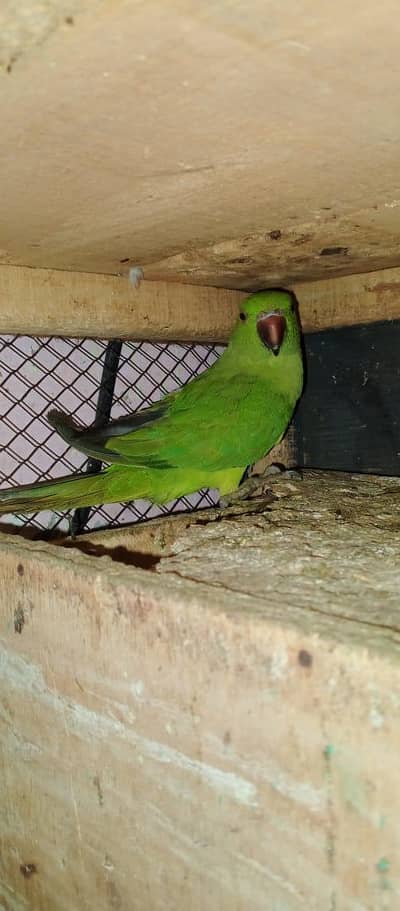 male female green  parrots