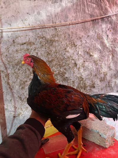 aseel | thai aseel |  Vietnam | polish | Rosecomb | buff |Fancy hens