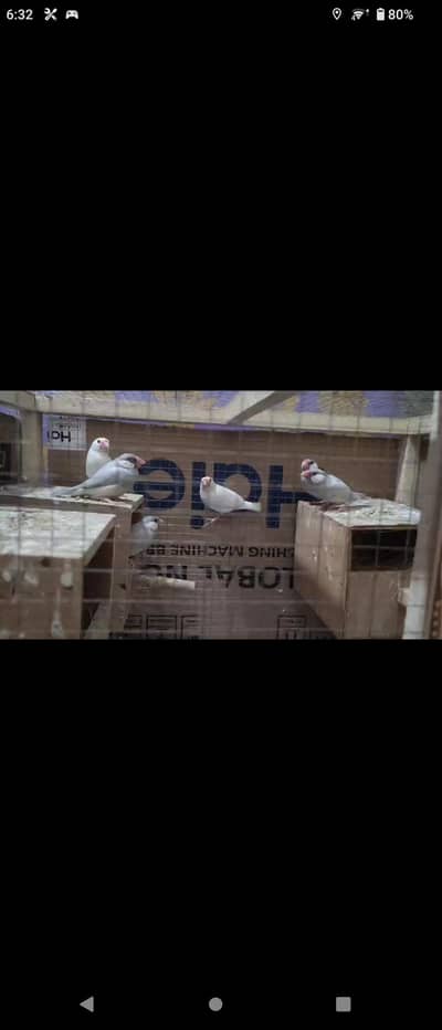 Java sparrows  3 pairs