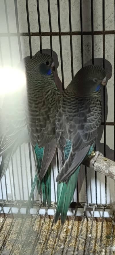 combo Budgies chicks