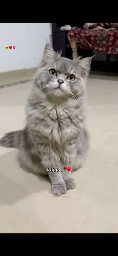 Gray colour American Persian tripal cort