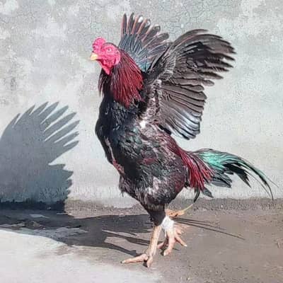 aseel Exchange possible