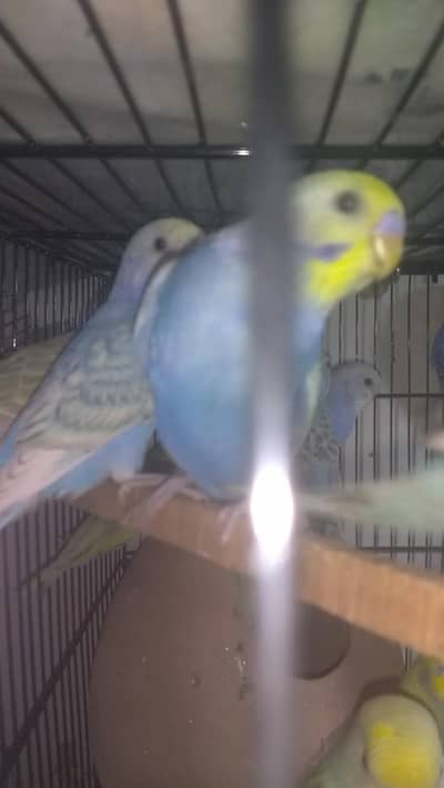 budgies rainbow and exhibition pairs available
