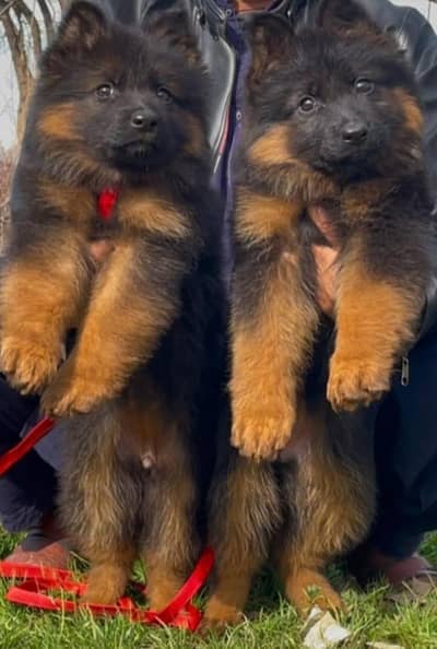 German Shepherd Puppies