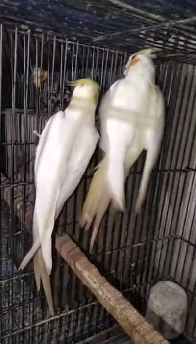 cocktail health active and breeder pair for sale
