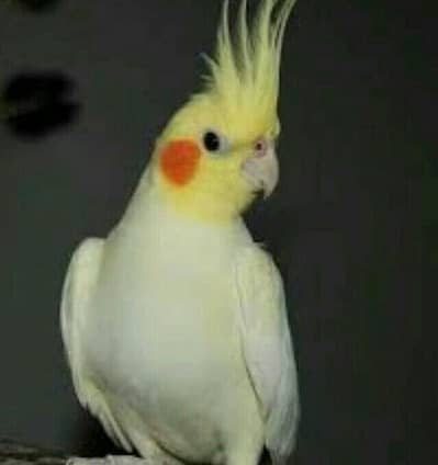 Mujhe Cocktail breeder piar chahie