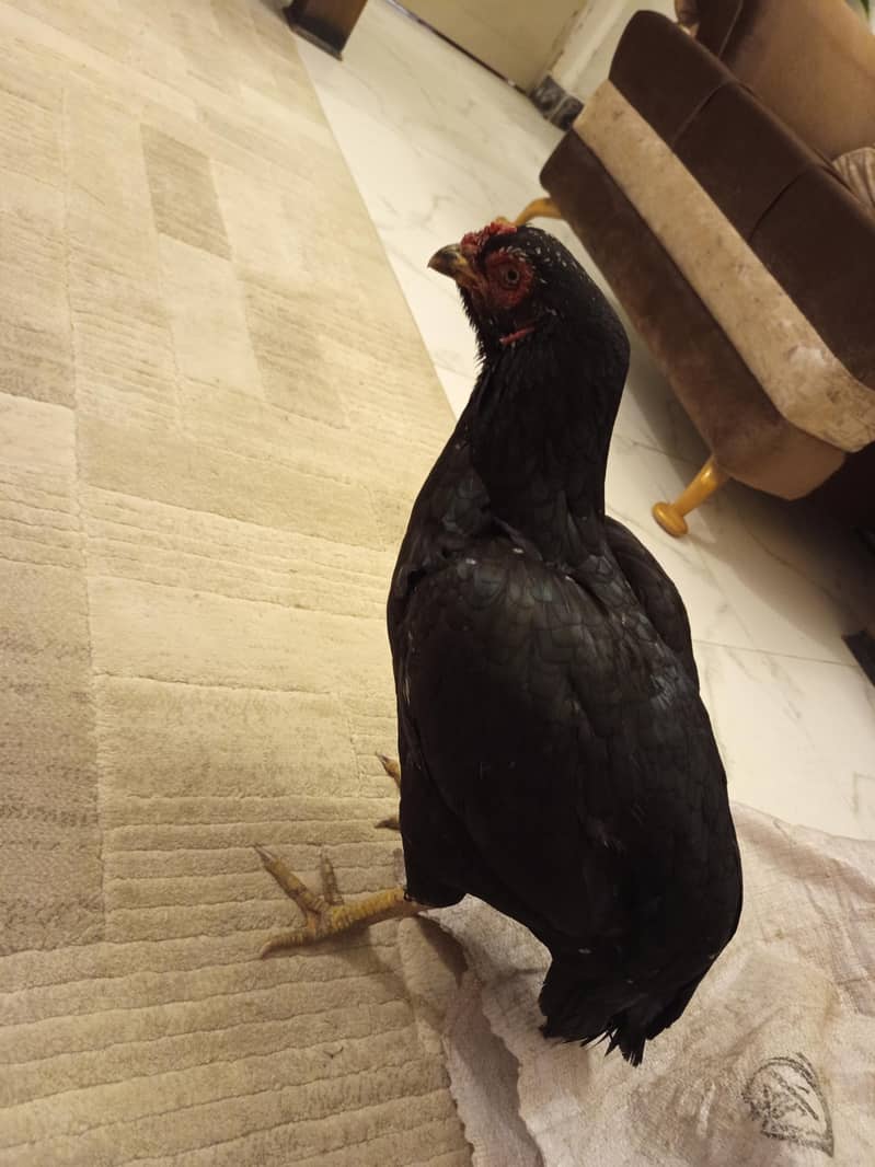 چھینا مرغ خالص آصیل (Aseel) – میل اور فی میل چینی نسل – میل اور فی میل 7