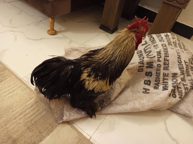 چھینا مرغ خالص آصیل (Aseel) – میل اور فی میل چینی نسل – میل اور فی میل 8