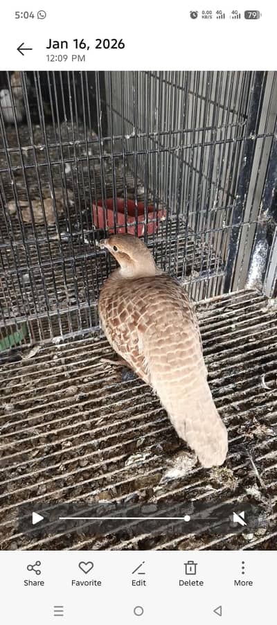 pure irani breedar pair