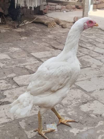 Pure Heera Aseel Hens for Sale