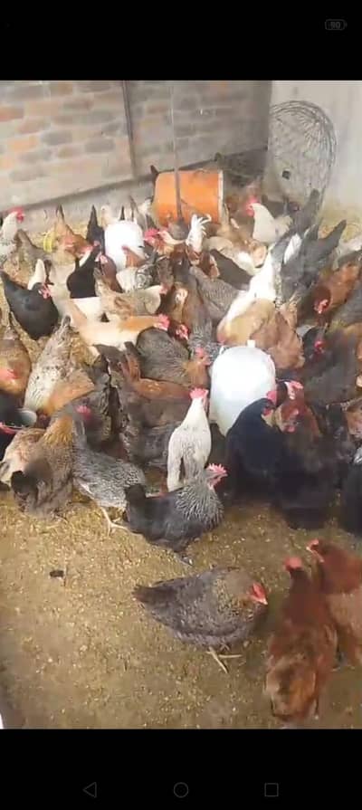 golden murghi | misri murghi | murghi  desi | eggs laying hens | Hen