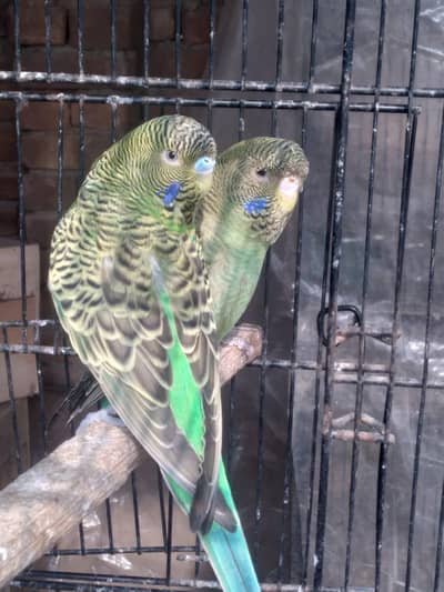 black face\splat blue