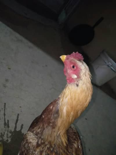 Aseel Bengum for sell