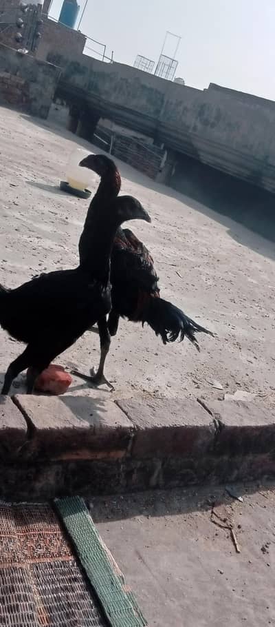 pure dragon pair black skin black body