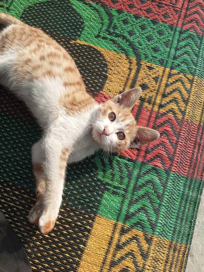 Cute Domestic shorthair kitten