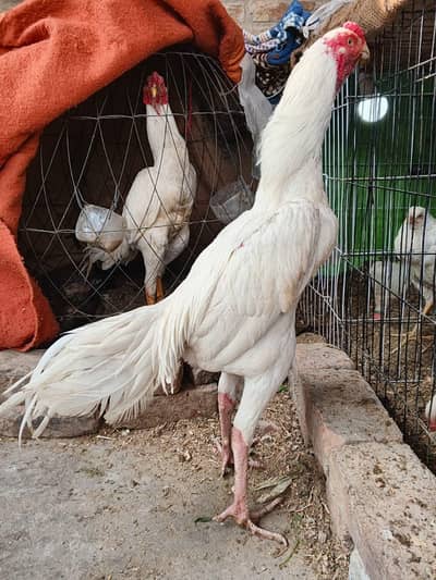 Supreme quality O shamo