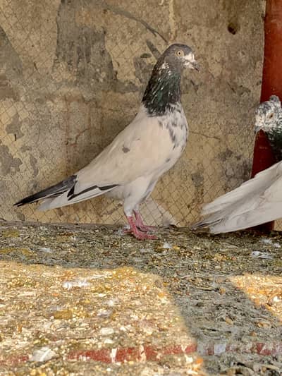 Teedy Breeder Madi For Sale