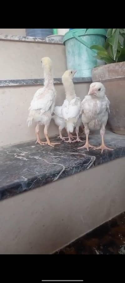 GERMAN O SHAMO HEERA CHCIKS