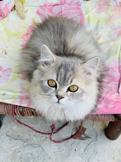 Cute Persian Cat for Sale 03458713474