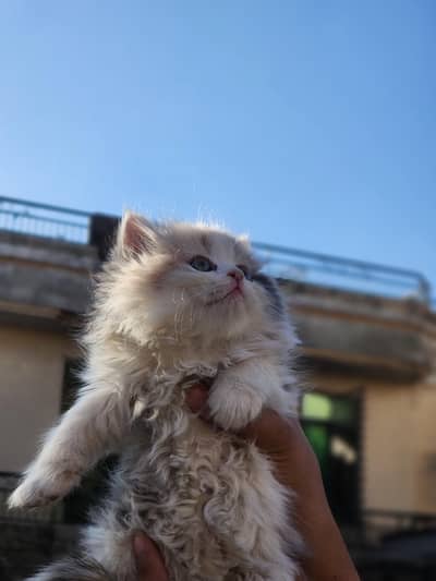 ealthy Female Kitten for Sale – Home Raised healthy and playful