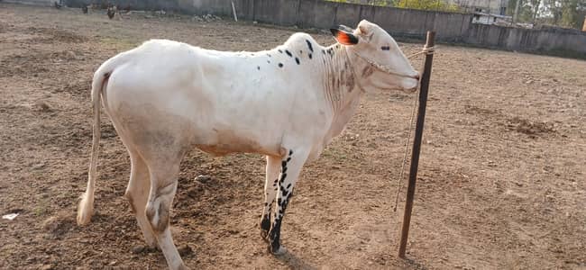 Bulls | Fathe jngi  | Fateh jang Bull | fateh jang wcha |Bull For Sale