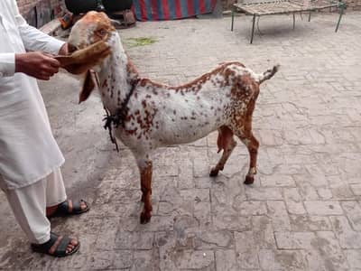 Makkhi Chini goat