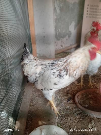 2 adult Roosters  WhatsApp 0345-3352659