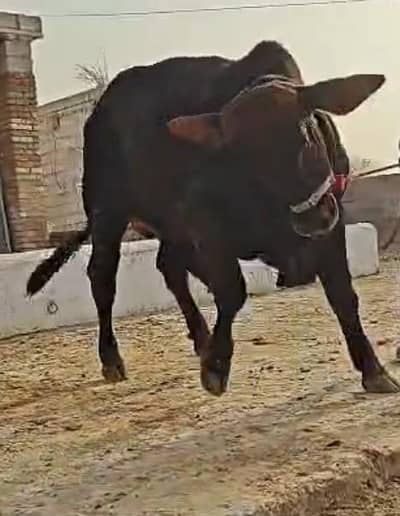 Bull | Wcha | Barhamn Bull | Brhamn Cross | Bull / Wcha For Sale