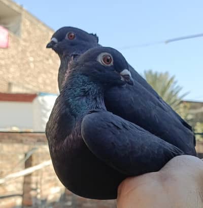 black pair health and active