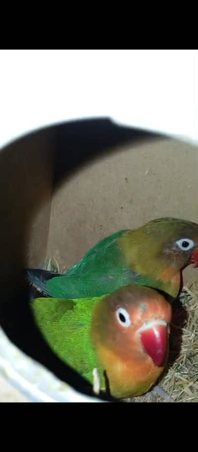 Lovebird Total 10 pec for sale 12500