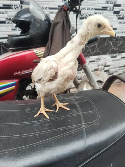 Peeli madi with 4 chicks  03074968775