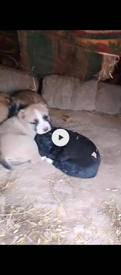 Pure Afghan kuchi Breed Male female Puppies