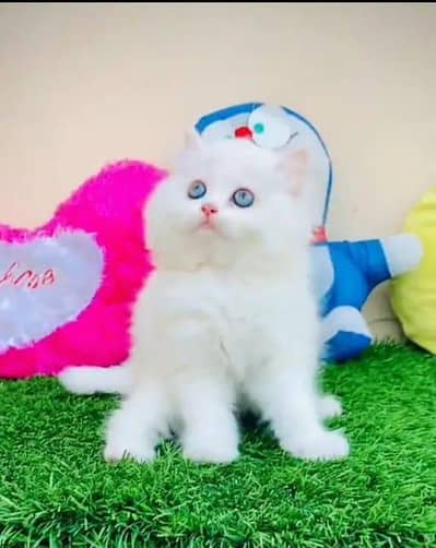 Persian cat available my WhatsApp 0342=2674=914