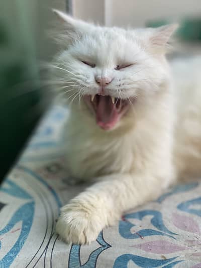 Family Persian cats 2 males and 1 female,female has odd eyes