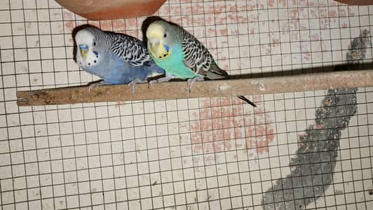 budgie's breeder pairs for sale
