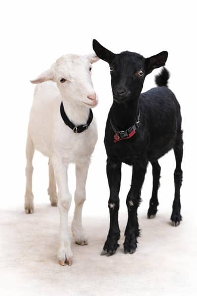 Pure Zero Size teddy 2male