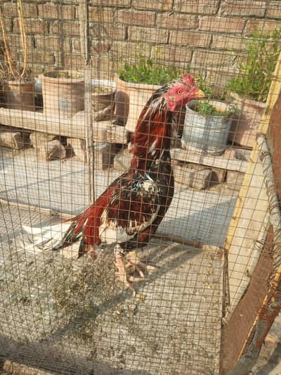 Aseel murga for sale