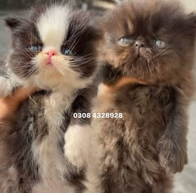 Persian peki face kittens
