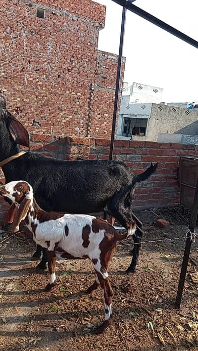 Amritsar hotel Beatle Goat+kid Path4month